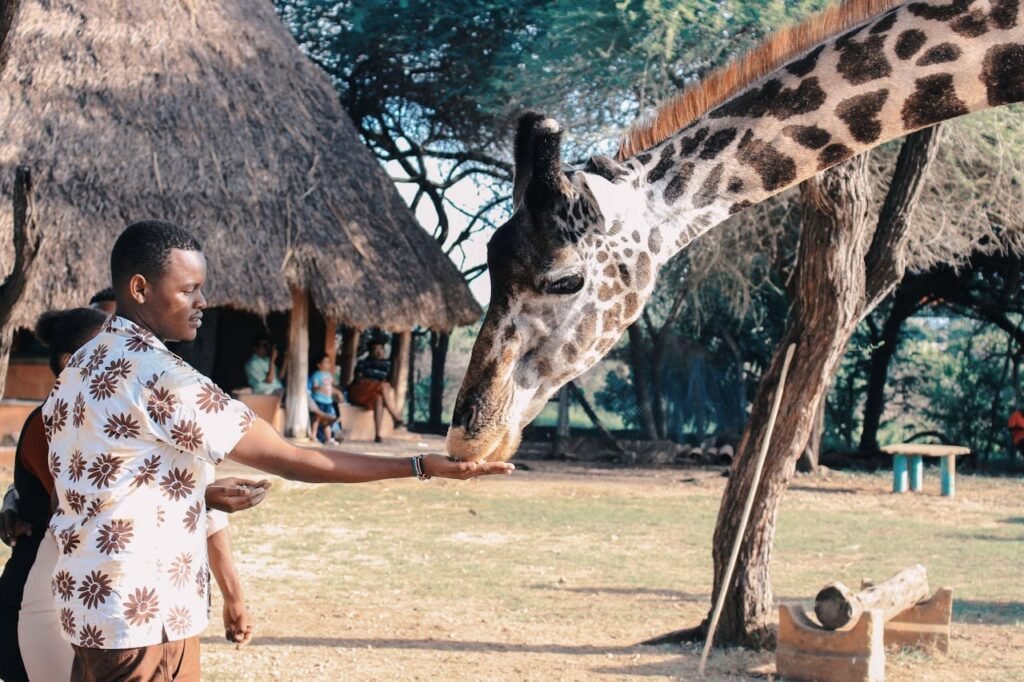 safari en afrique