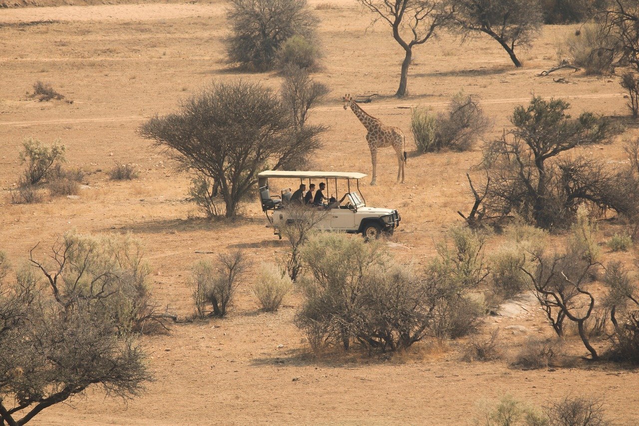 safari en afrique