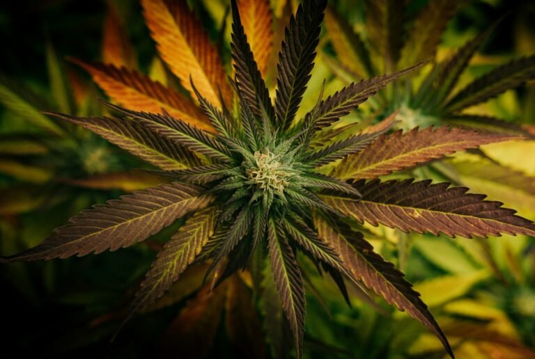 cbd en afrique