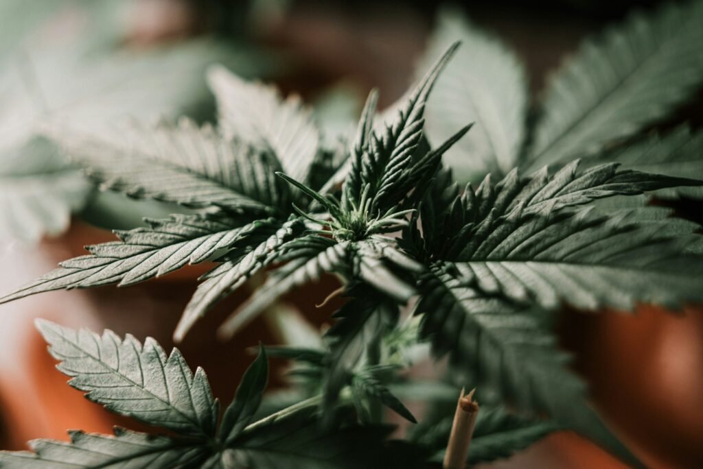 cbd en afrique
