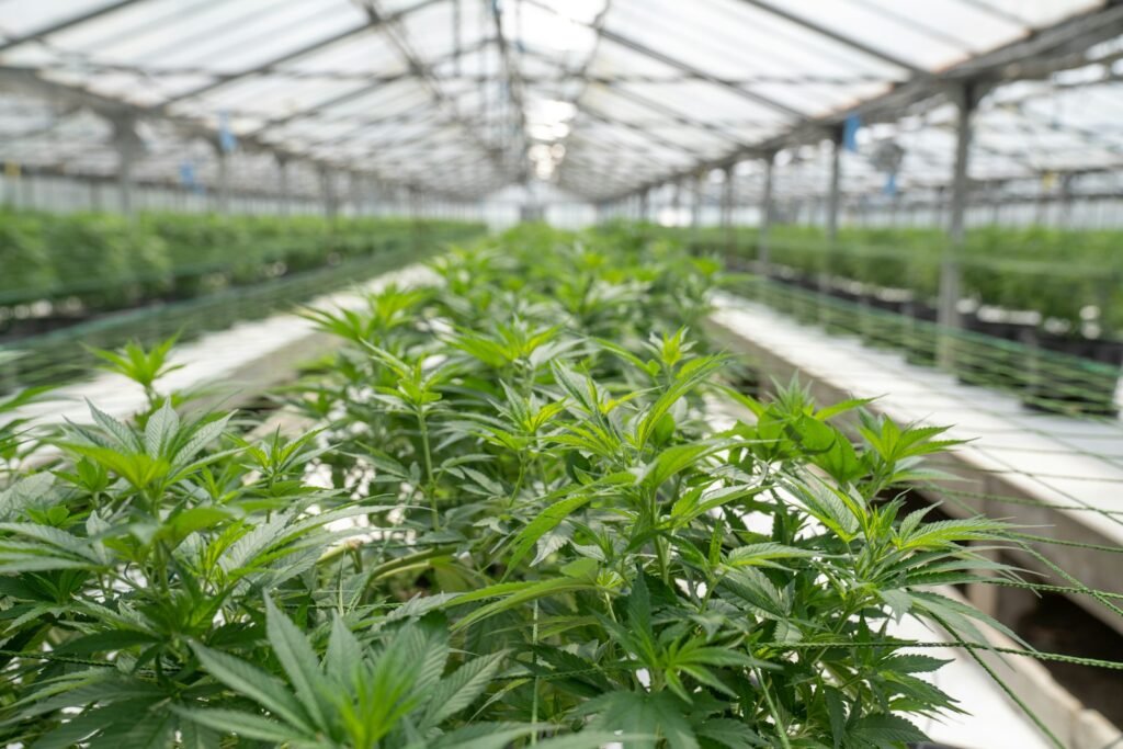 cbd en afrique