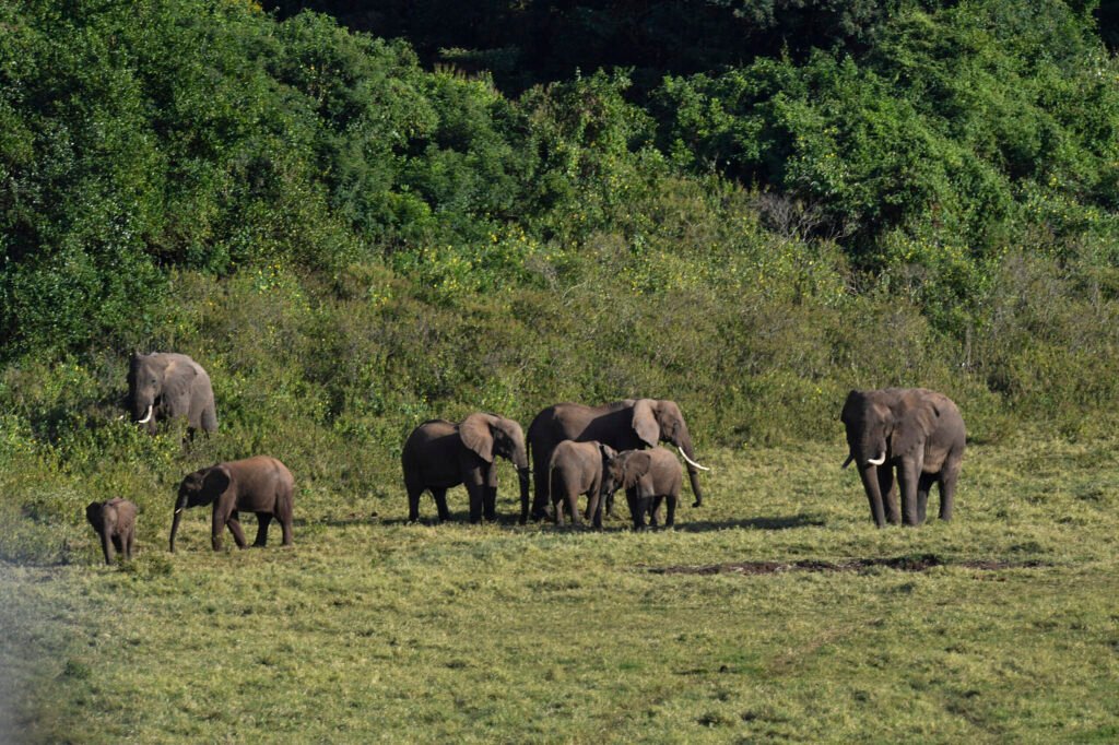 parc national de Marsabit