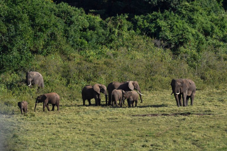 parc national de Marsabit