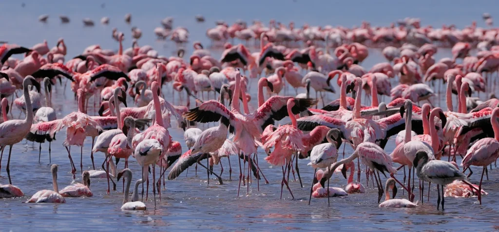 Nakuru, située dans la vallée du Rift, fascine par sa proximité avec le lac Nakuru et ses millions de flamants roses.
