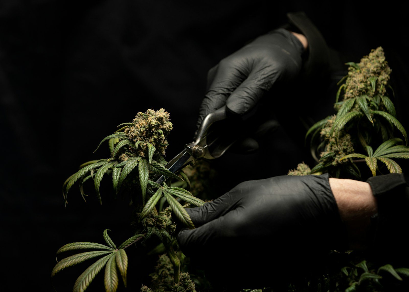cannabis dans la fortune de snoop dogg