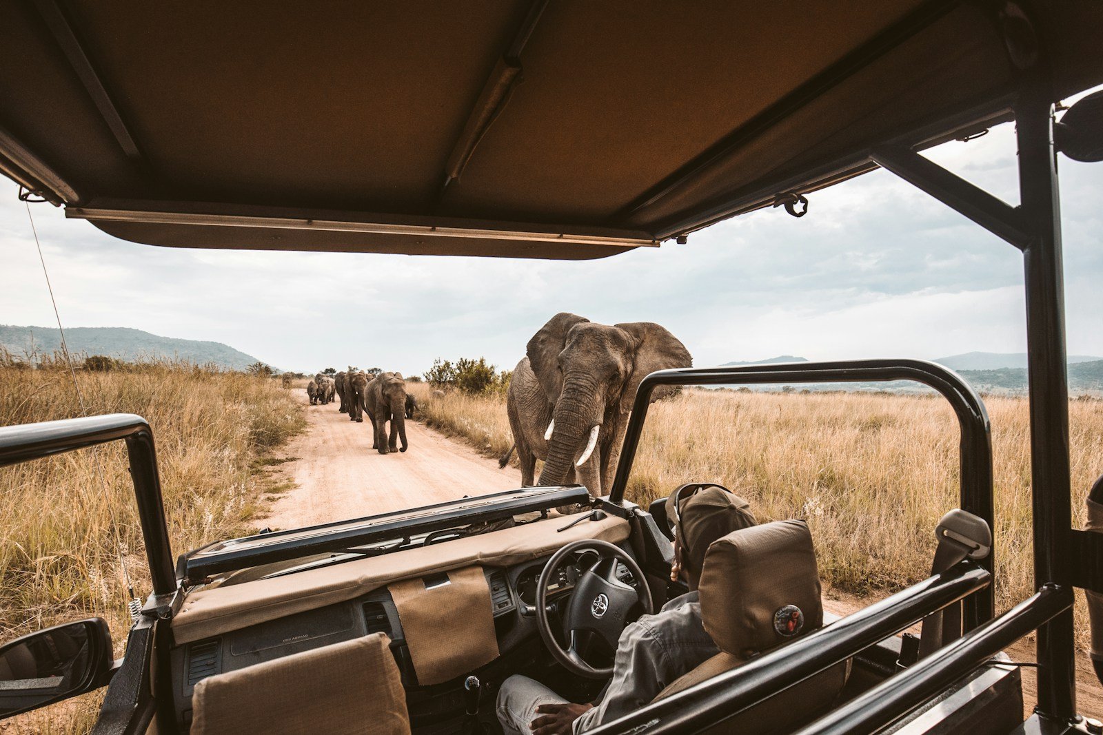 elephants on rad safari tanzanie