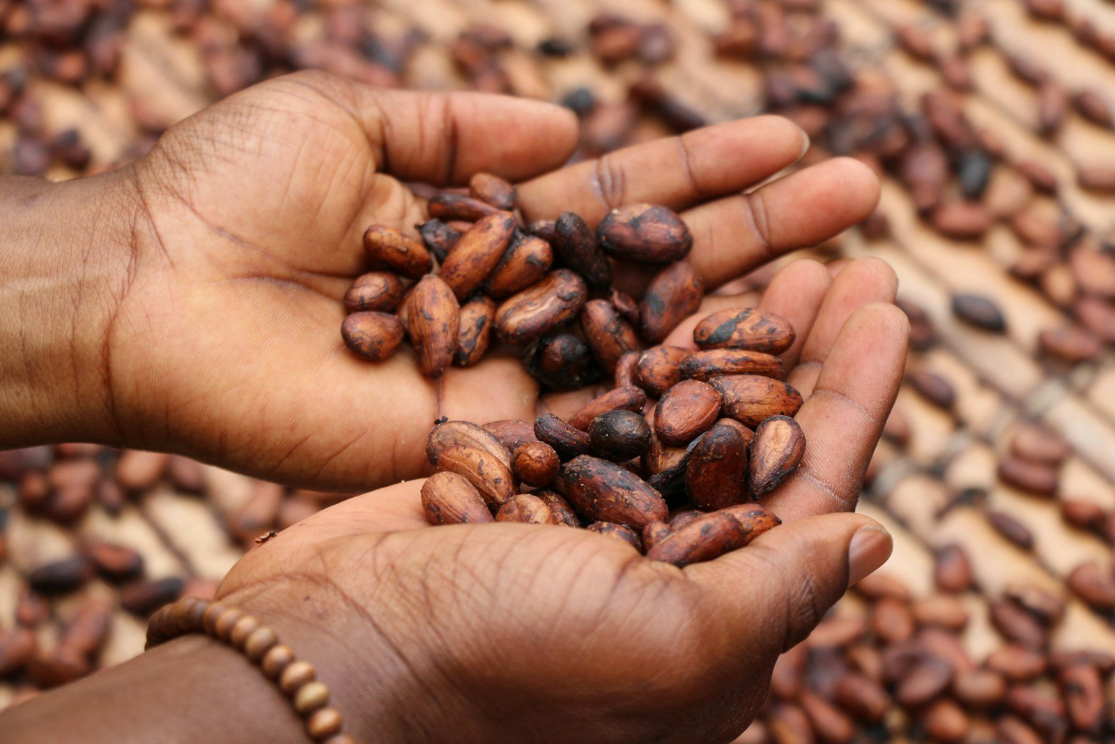 cacao kate fotso